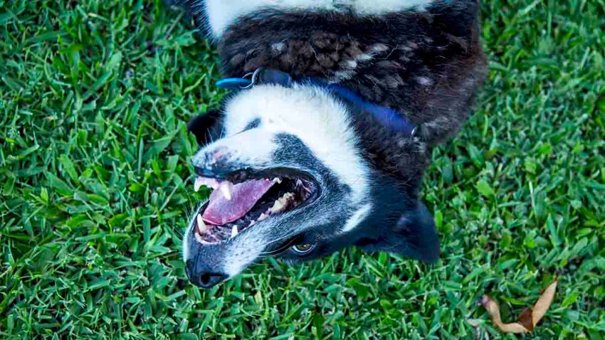 Medium sized Australian Shephard dog lying in the grass in a garden enjoying the sunshine on her back smiling. Head shot only.